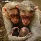 Алмазная живопись Z761, полноразмернаякруглая Алмазная мозаика с рисунком обезьяны, 5D Вышивка крестиком, мозаика