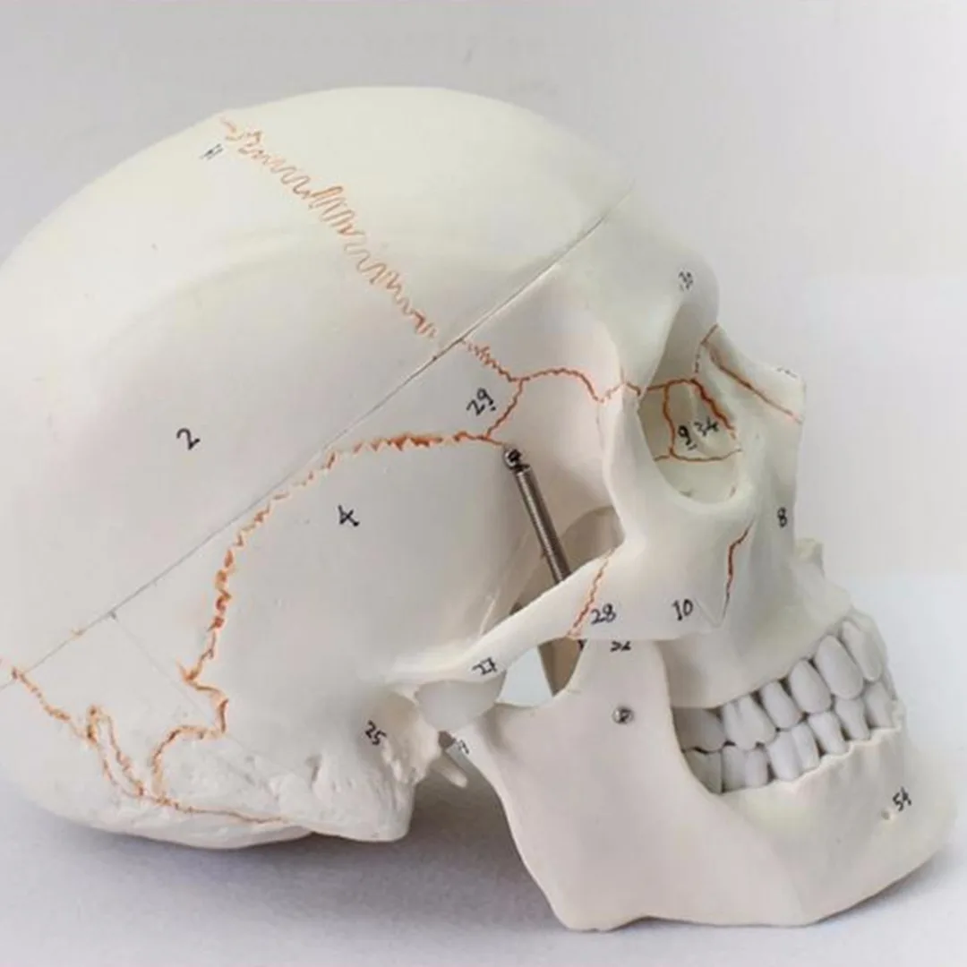 Модель человеческого черепа из ПВХ в натуральную величину модель анатомической