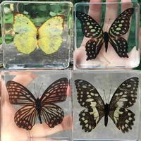 1piece butterfly specimen catopsilia pomona in clear resin educational explore instrument school teaching supplies 75x75x20mm
