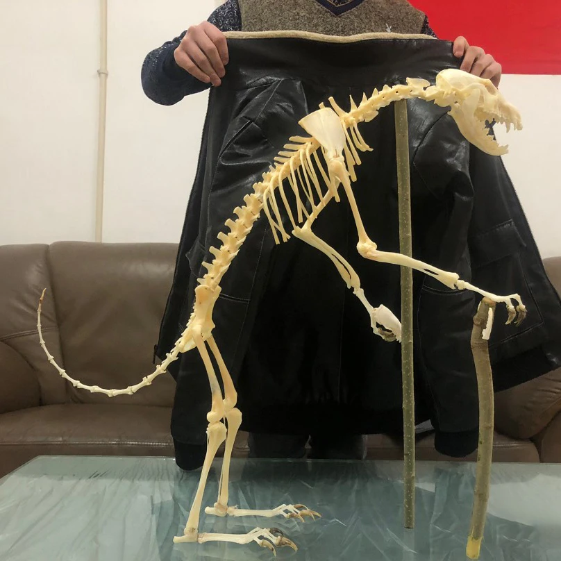 Настоящий скелет лисы/норки/кошки
