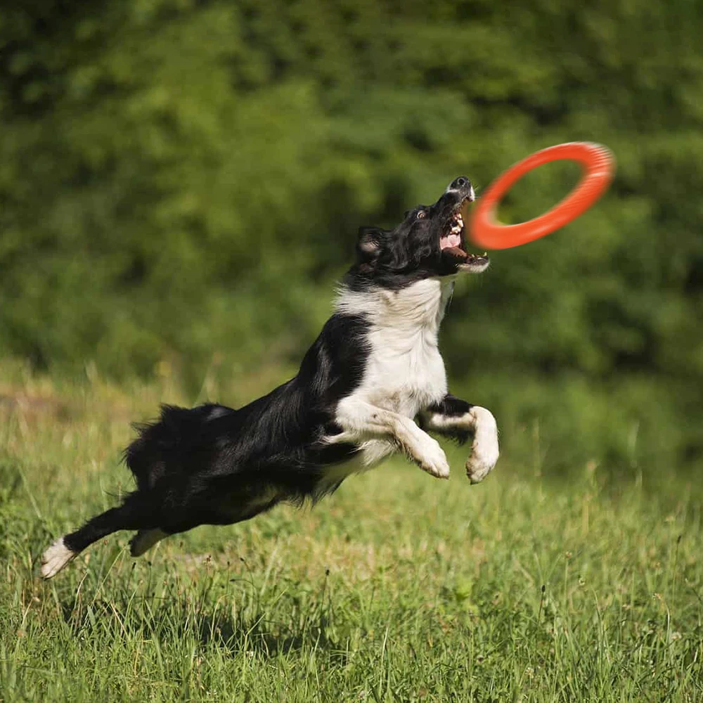 Прочные диски для игры с собакой "Durable Pet Flying Discs Dog Training Ring Puller Resistant Bite Floating Toys Interactive Game Playing Products Supply on"