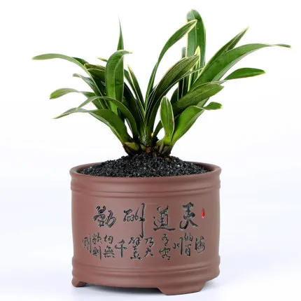 Новинка 2019 Лидер продаж раковина бонсай фиолетовый песок мясистый цветочный