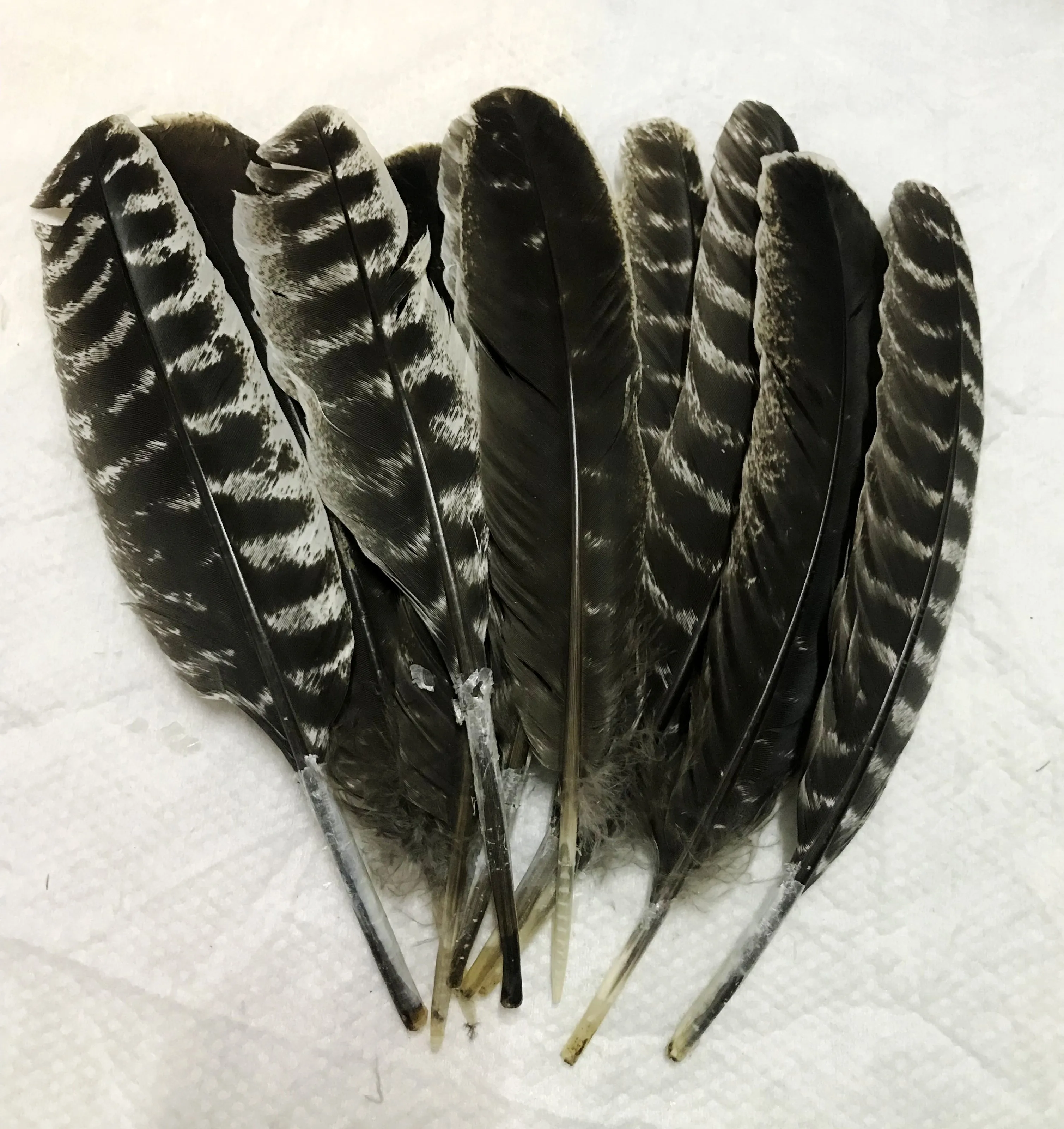 Оптовая продажа Бесплатная доставка Натуральное перо индейки 25 30 см редкое дикое