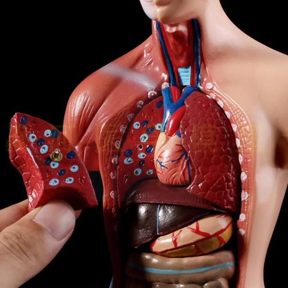 

Модель человеческого тела, раньше, медицинские внутренние органы для преподавания анатомических внутренних органов для преподавания режи...