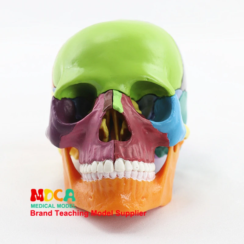 

15pcs/Set Resin Multicolor Skull Medical Teaching Model Detachable Anatomical Tool 14.6*10.2*8.7cm