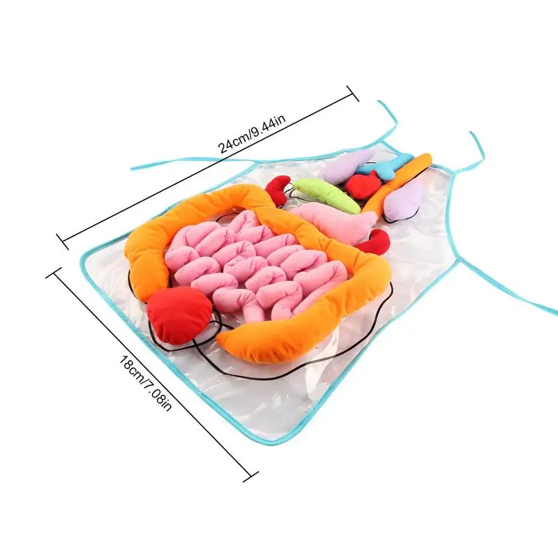 

Educational Insights Toys For Children Anatomy Apron Human Body Organs Awareness Preschool Science Home School Teaching Aids