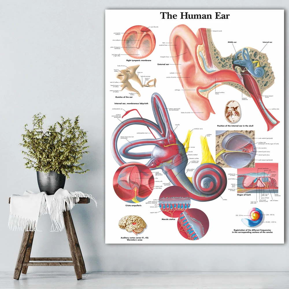 

Human Ear Anatomy Anatomical Charts Posters HD Prints Canvas Painting Wall Art Pictures Medical Education Office Home Room Decor