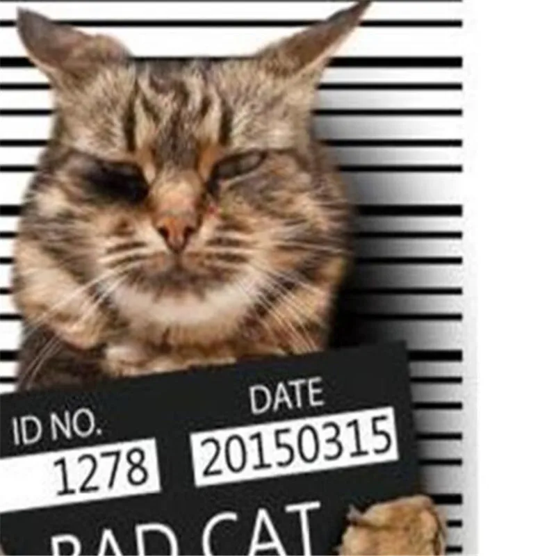 Модная Милая нашивка, сделай сам, одежда 247 мм, BAD CAT, 3d наклейки, Термотрансферная печать, железные нашивки для одежды, футболки для женщин