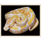 Животное круглая 5D алмазная живопись змея креативная сделай сам вышивка крестиком ручная работа декоративный Рисунок со стразами праздничный подарок