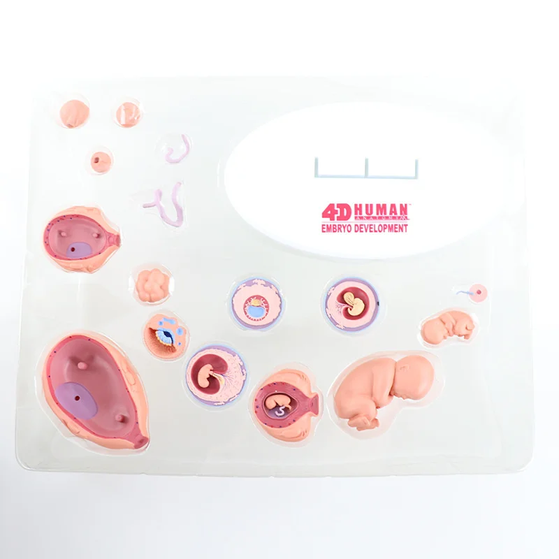 

organs growth Human fetal anatomy 4D master puzzle assembly toys Medical models