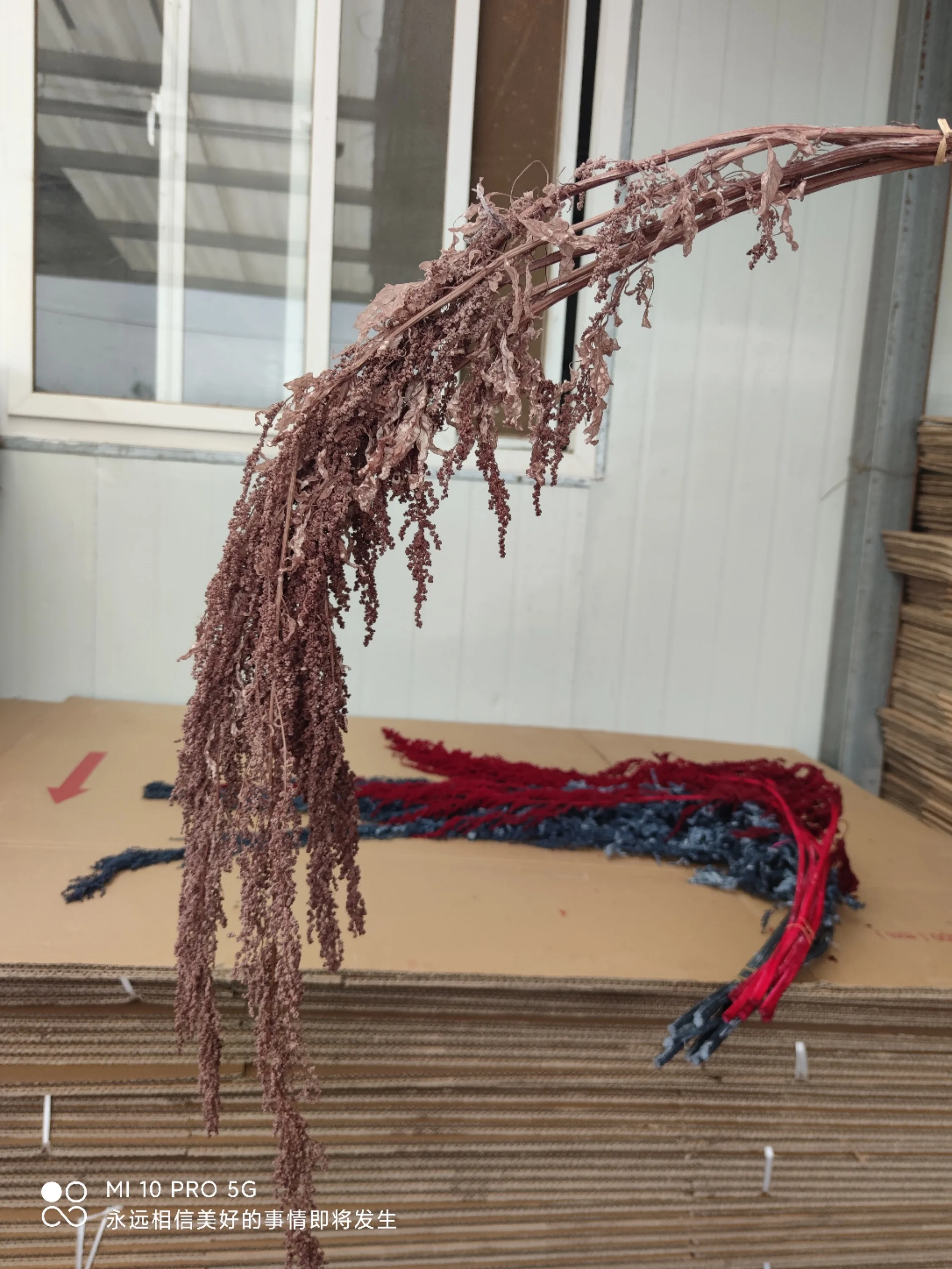 150g Preserved Lover Tears Dry Natural Real Long Flowers Spiker Plant 60-70cm For Home Party Wedding Occasion Decoration Props | Дом и сад