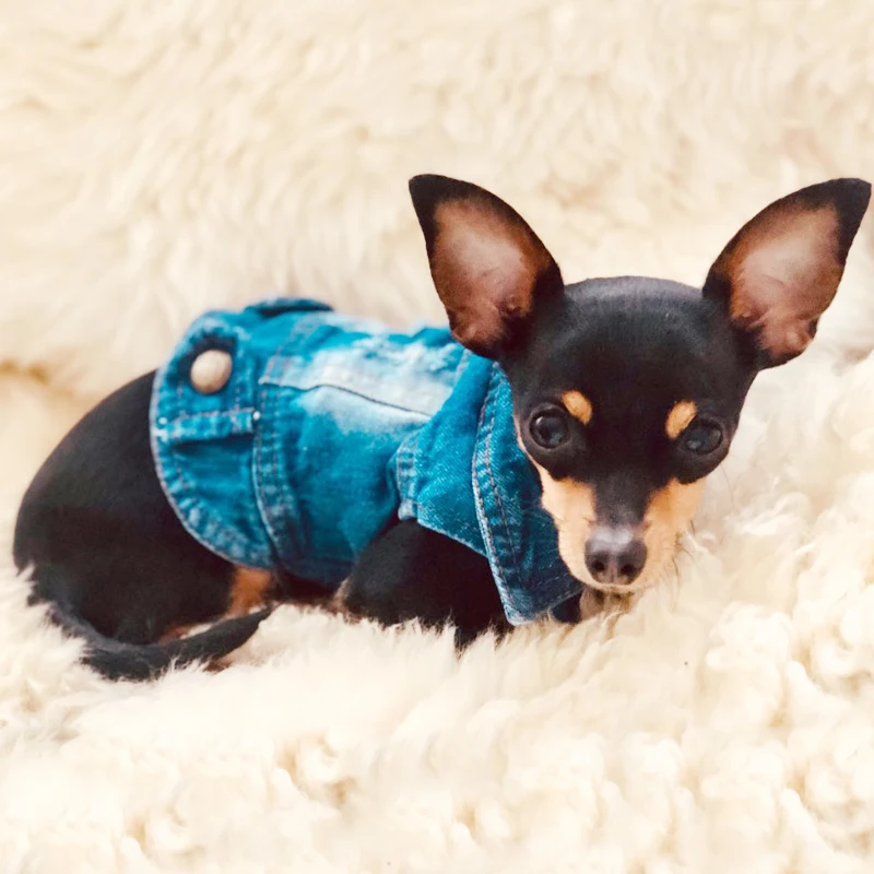 Новая дизайнерская футболка для маленьких собак джинсовое пальто пустая