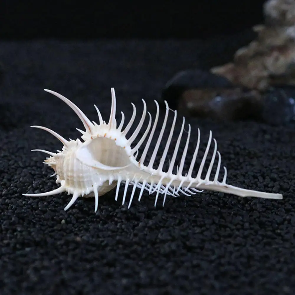 7-12 см Морская раковина Индийского океана натуральная мурекс Пектен коралл