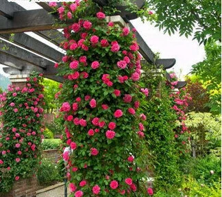 Rosa, альпинизма, растения, polyantha Rose, платье с цветочным узором в китайском карликовые деревья, альпинизма, розы, сад, 200 шт./пакет - Цвет: 6