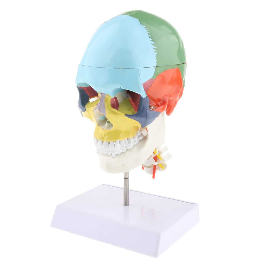 

4D Anatomy Human Skull Model with Cervical Vertebra for Hospital Demonstration Lab Display, Washable and Durable