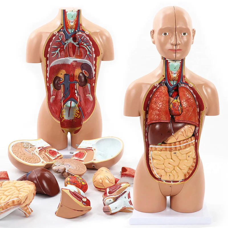 Human Torso Model 52CM Human Body Model Anatomy Doll with Removable Organs 3D Human Organ Model Classroom Supplies Teaching
