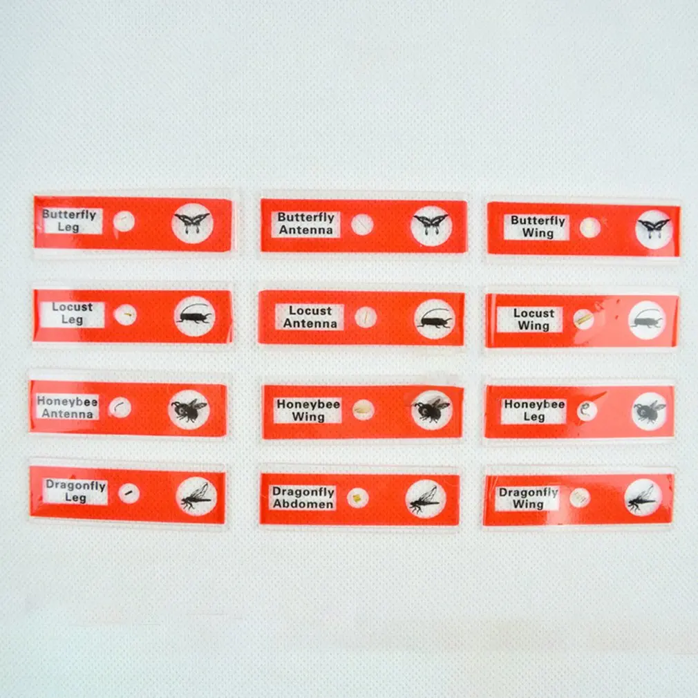 Моделирование биологической науки Hd микроскоп детская головоломка Раннее