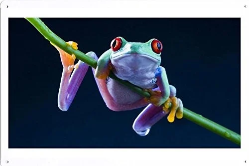 

World Animal Poster - Frog Tin Sign