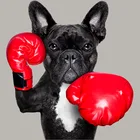 Нашивки сделай сам, нашивки аниме King dog для одежды, детская футболка, одежда, худи, термопереводная наклейка, виниловые моющиеся 1630