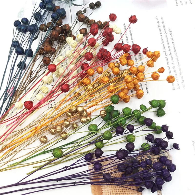 Сохраненные ормозии Hosiei натуральные цветы Красочные Сушеные богатые бобы для