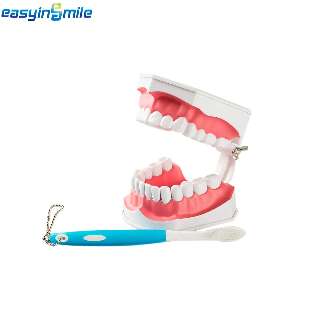 

Стоматологическая модель зубов Easyinsmile 2 раза со съемным обучающим кольцом с кисточкой 12*9*10 см