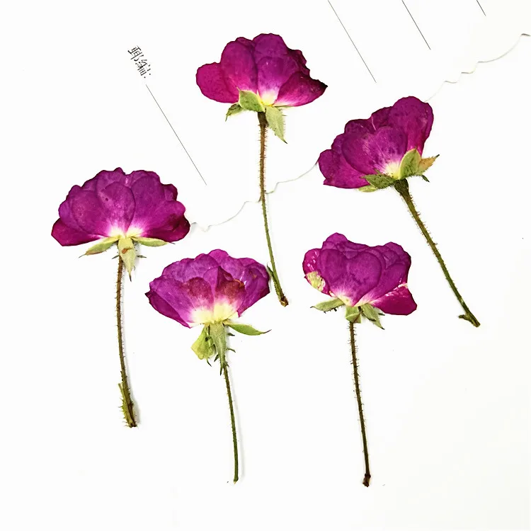 100pcs Nature Pressed Roses with stem Eternal real flowers for DIY Wedding invitations Bookmark Gift Card phone shell decor | Дом и сад