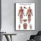 Современный человека анатомический Скелет мышц медицинского образования холст для живописи плакат и печати настенные картины для Гостиная