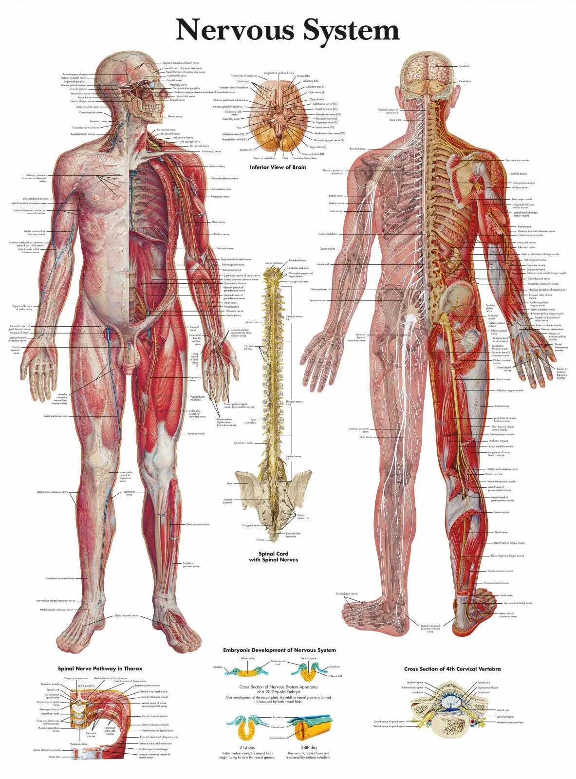 

The Human Nervous System (Text Book Anatomy Picture Doctor) Art Silk Poster Print 24x36inch