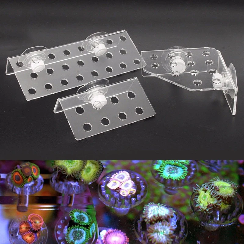 

Acrylic Aquarium Plus Coral Rack Stand Bracket Holds Live Fish Tank Suction Cup Shelf Holder Pet Fish Aquatic Supplies