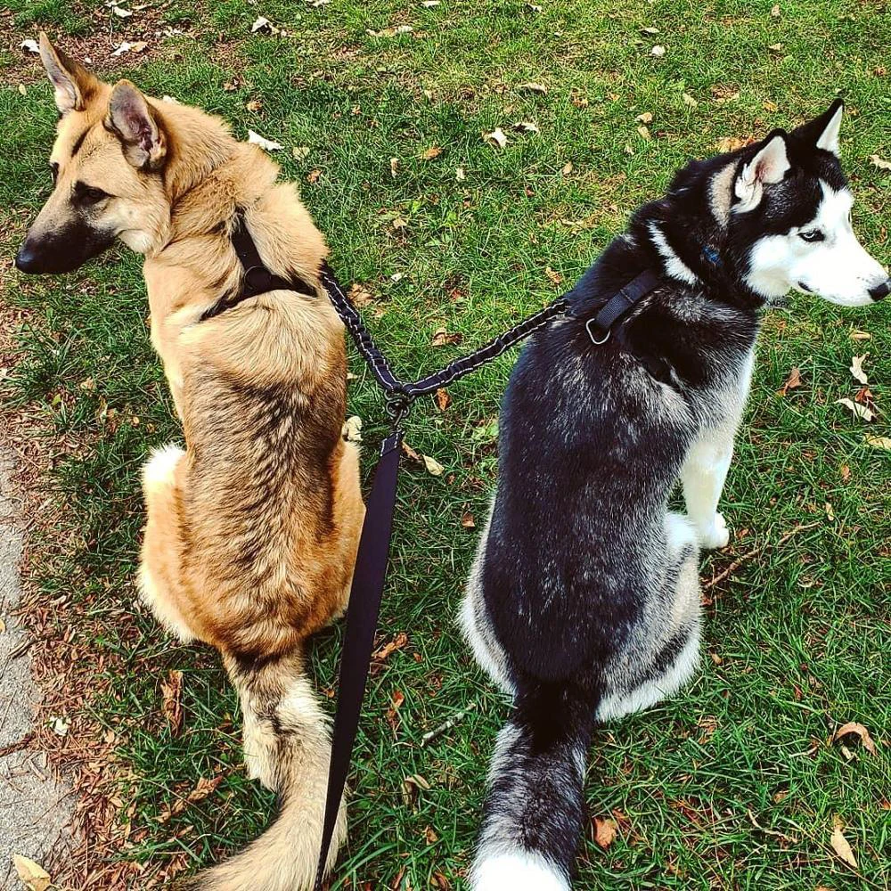 

Dog Leash for Large Dogs No Tangle Dog Leash for Two Dogs Reflective Safety Dog Walking Training Leash Durable Pet Accessories