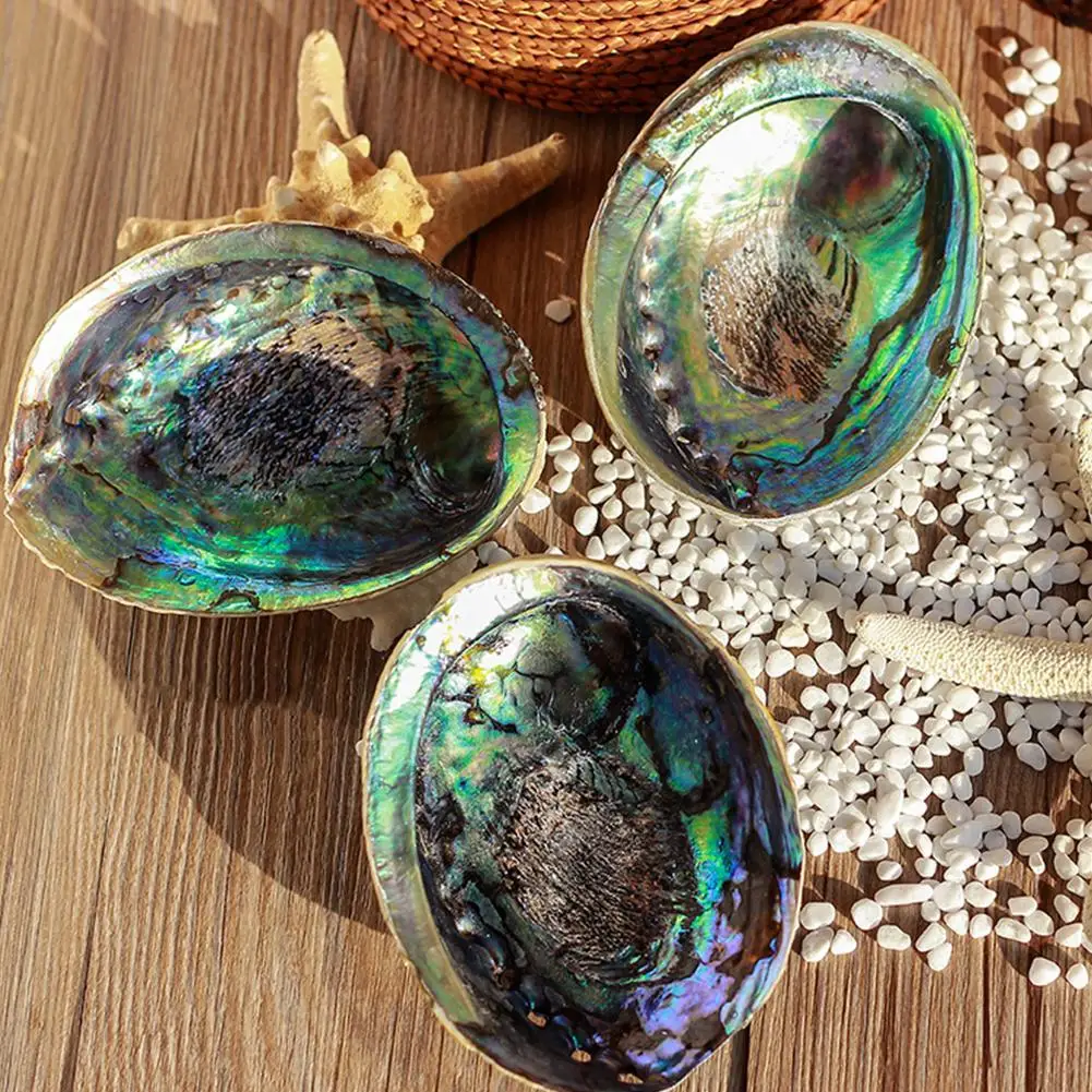 

Natural Abalone Shell Home Decor DIY Fish Tank Aquarium Landscape Decoration
