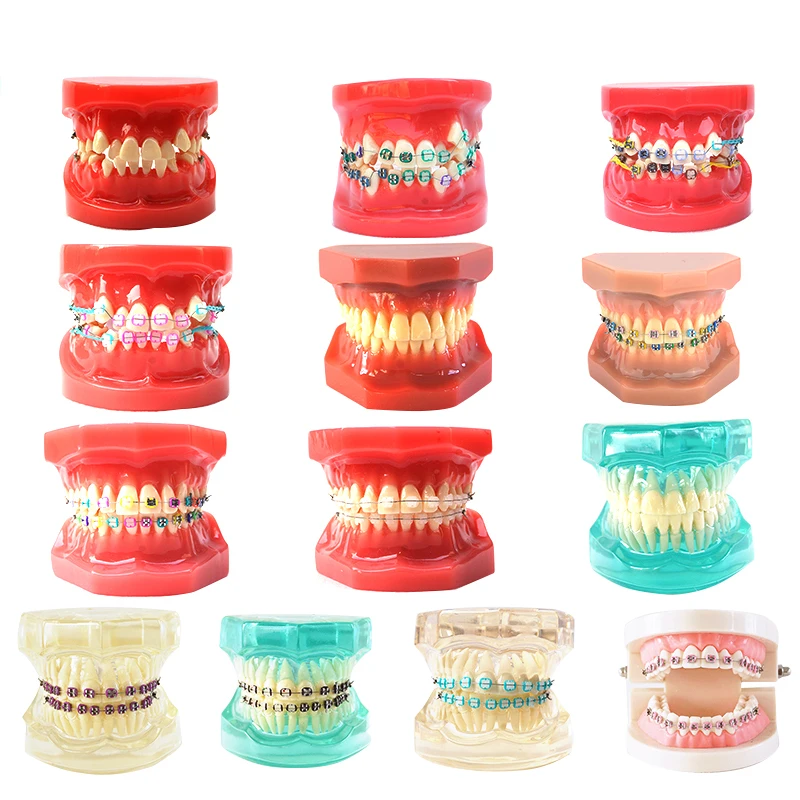 Обучающая модель для Стандартный Стоматологическая Typodont Демонстрация на модели