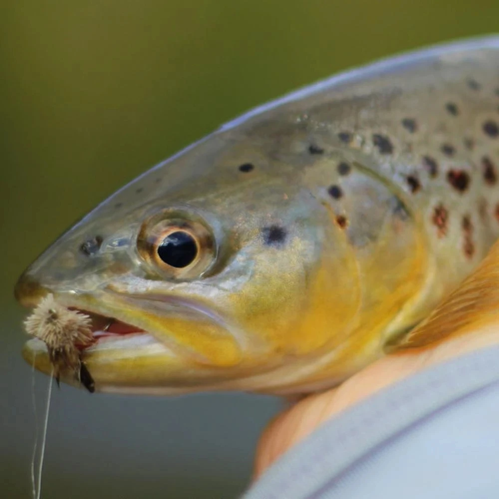 Wfireo 10 шт крючки для рыбалки ловли форели сухой крюк может Fly #10 искусственное