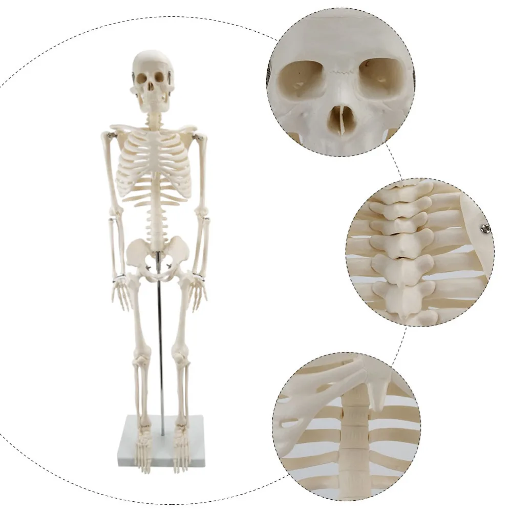 

1pc Human Full-body Bone Model Human Skeleton Model for Teaching