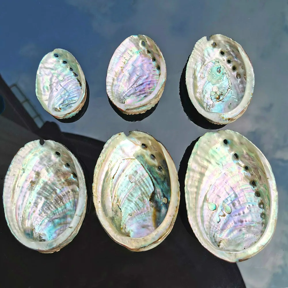 

5 Sizes Abalone Shell Nautical Decor Seashell Beach Wedding Shells Ocean Decor Jewelry DIY Shell Soap Dish Aquarium Home Decor