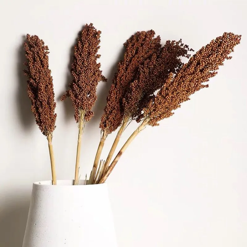 

3pcs 10pcs Real Plant Sorghum Bunch Natural Dried Sorghum Flower Wedding Floral Home Decoration No Vase