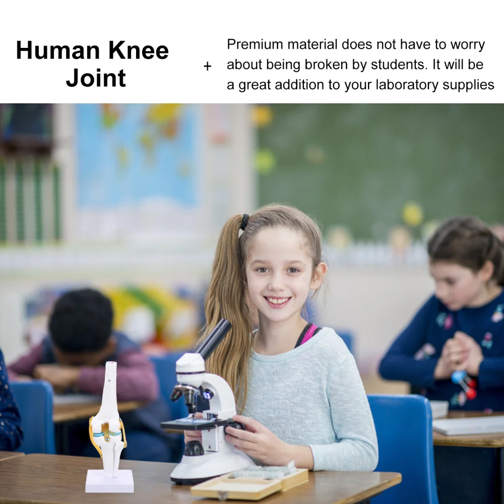

Human Knee Joint Model Anatomy Model 1:1 Life Size for Teaching Aids