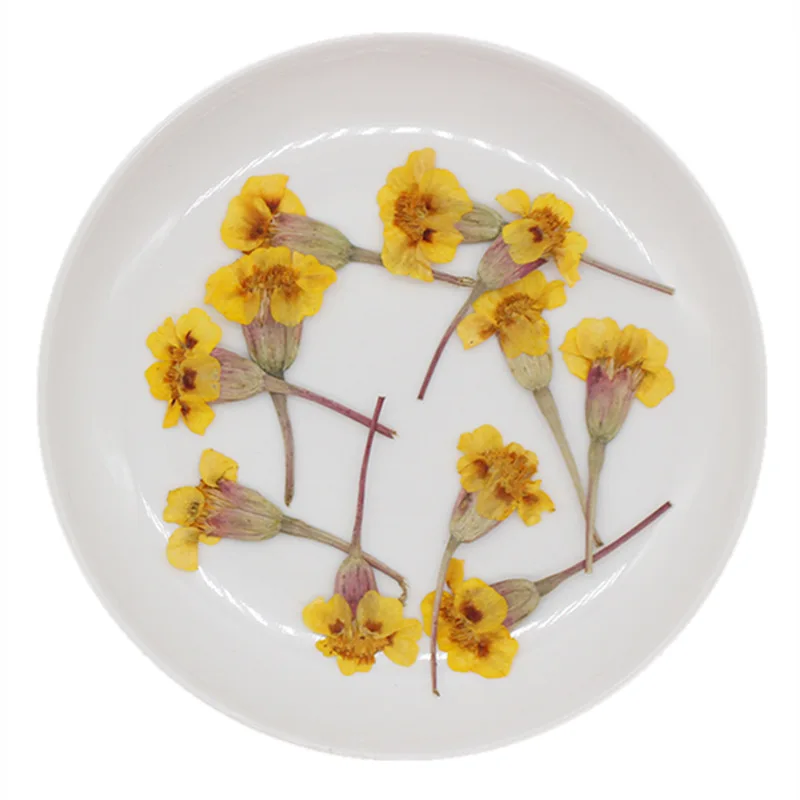 250 шт. размер: 4-6 см прессованный высушенный Tagetes Patula L. В форме цветка + листьев