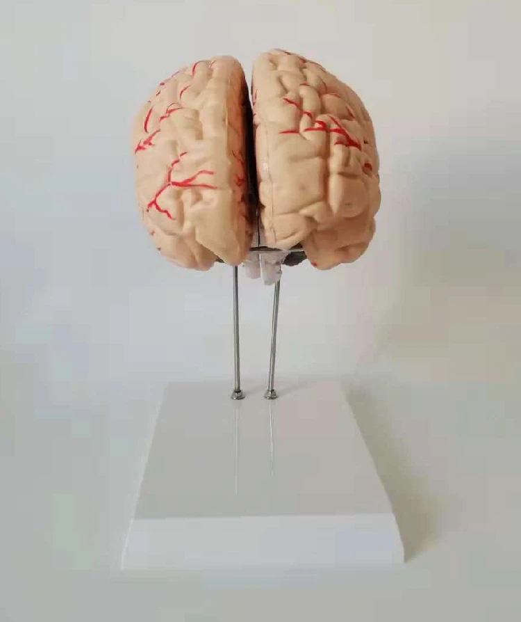 1:1 натуральную величину человека анатомическая модель мозга ствола головного