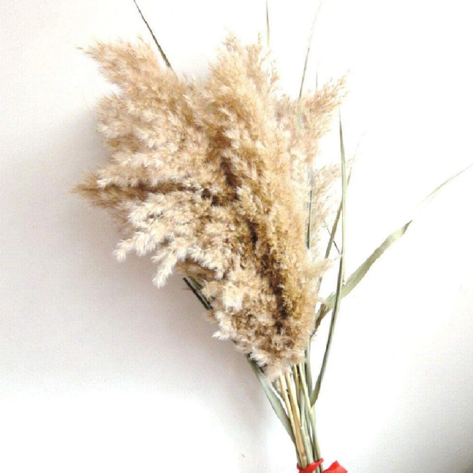 

50cm 30/50pcs Natural Dried Phragmites&Reed Flowers Decor Brown Bouquet Boho Dried Pampas Decoration Home Bedroom Living Room#