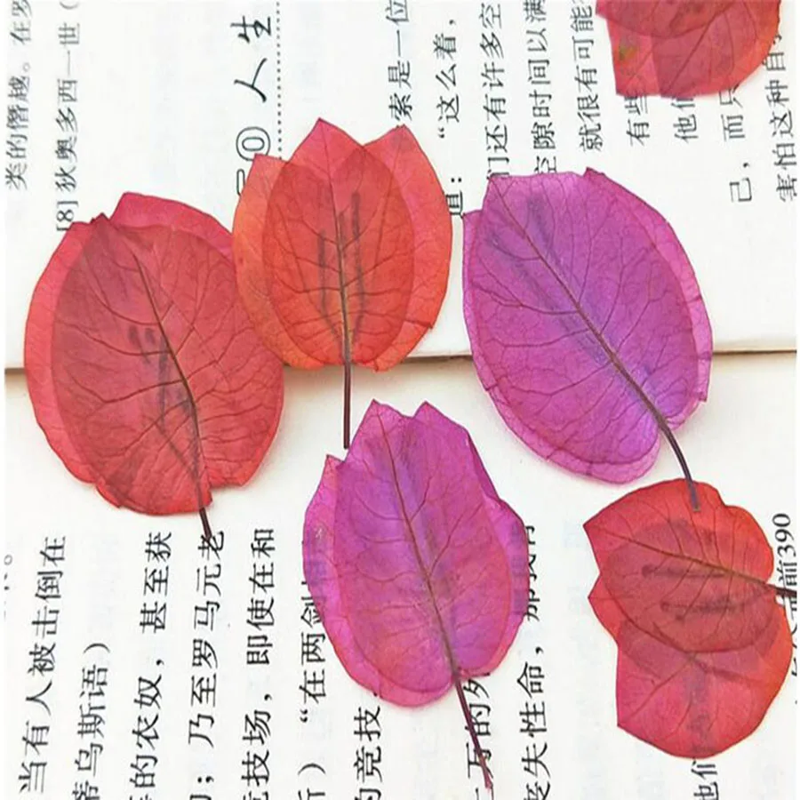 60 шт. прессованные сушеные бугенвиллея Glabra растения гербарий для ювелирных