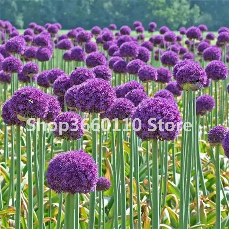 100 шт./упак. Seedsplants Giant Allium Giganteum красивый цветок-бонсай садовое растение в уровень почкования 95% редкий цветок для малыша