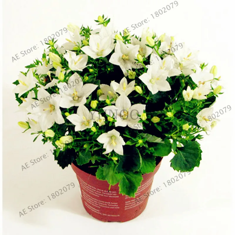 5 105 шт./уп. Campanulaceae Цветочный бонсай, редкие ограниченной горшечные растения для дома и сада, внутреннего и наружного использования легко растить - Цвет: 5