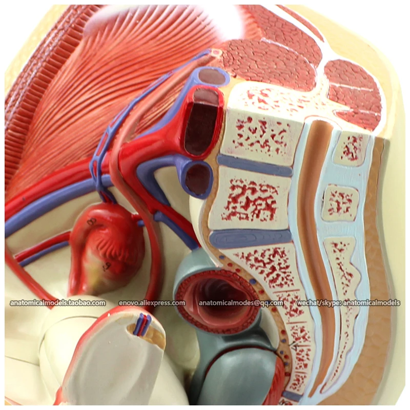 

12440 / Life Size Female Pelvis Median Sagittal Section Model, Medical Science Educational TeachingModels