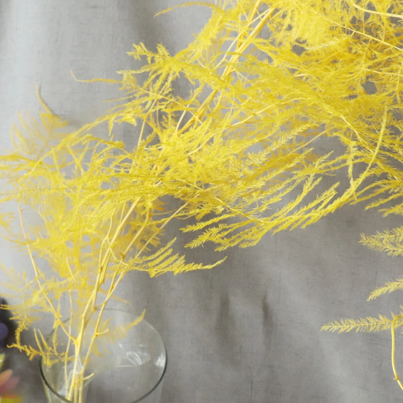 Консервированные спаржа Setaceus 2-3 шт. высушенных настоящих вьющееся растение YunZhu