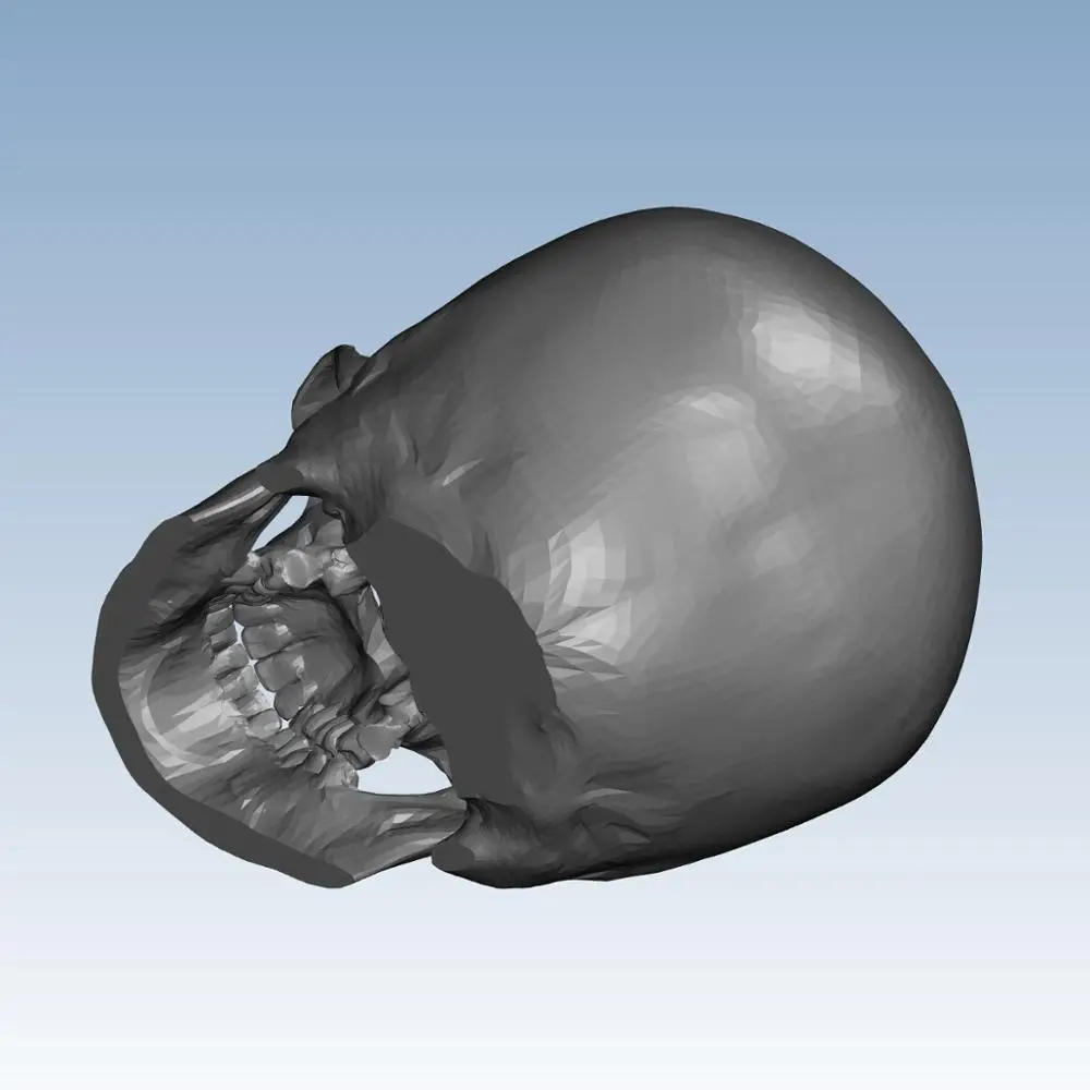 

Skull Custom order highqualityhighprecision digital models 3D printing service Education Teaching Aid Tools ST3006