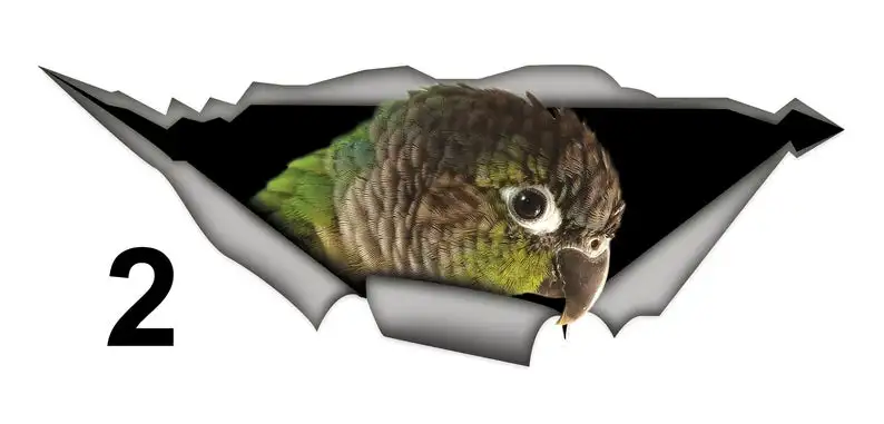 

2021 Sticker/ green cheek conure , parrot sticker, green cheek conure car sticker