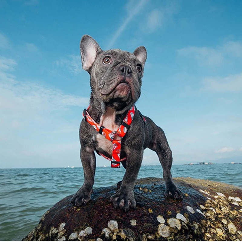 Поводок для домашних собак 2020 новые суши сигареты напечатанные регулируемые i