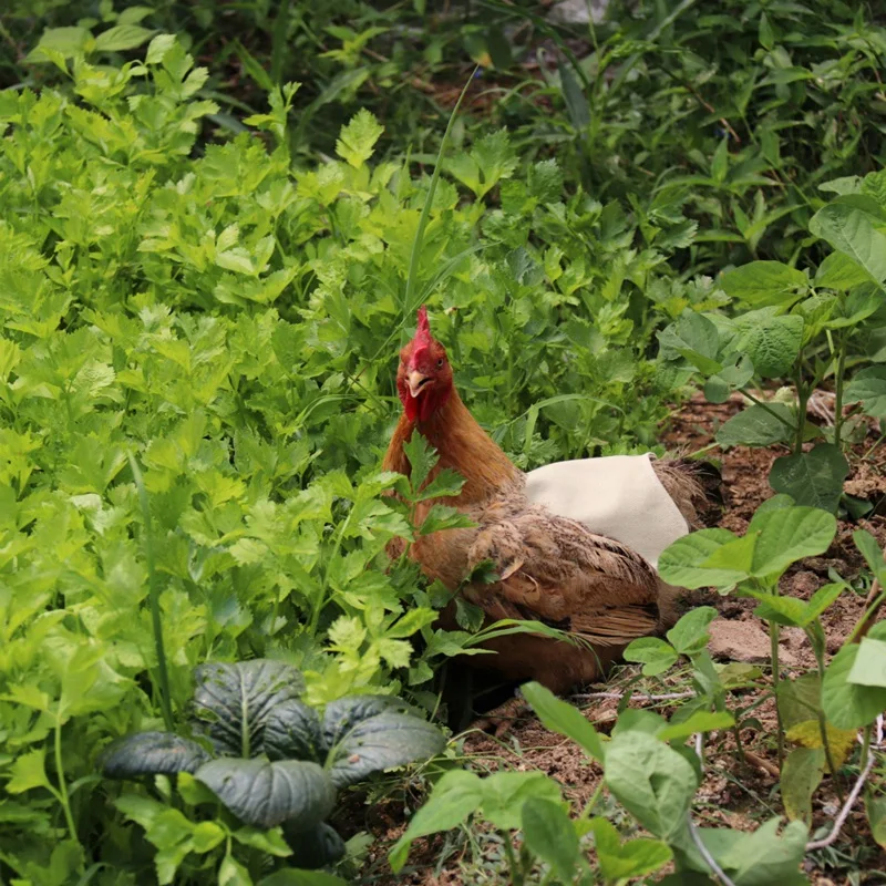 Промо акция! Фартук для курицы с одним ремешком/седло защита перьев птицы