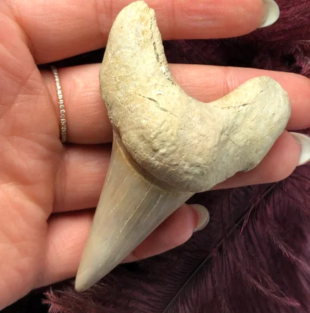 1 шт. огромные красивые Megalodon ископаемый зуб Shark Teeth | Дом и сад